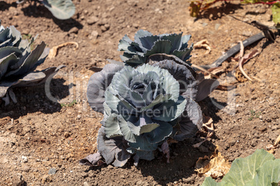 Fresh ripe red cabbage grows on a small organic farm