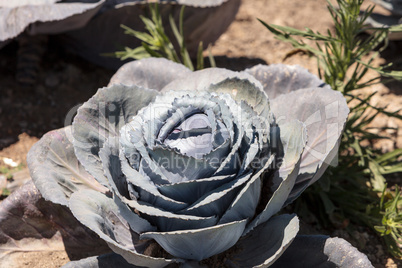 Fresh ripe red cabbage grows on a small organic farm