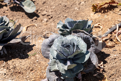 Fresh ripe red cabbage grows on a small organic farm