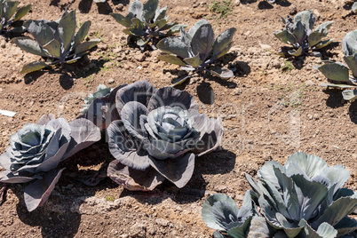 Fresh ripe red cabbage grows on a small organic farm