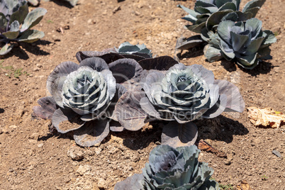 Fresh ripe red cabbage grows on a small organic farm