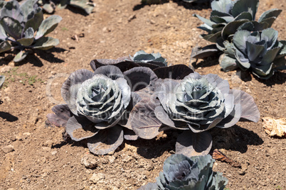 Fresh ripe red cabbage grows on a small organic farm