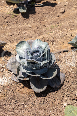 Fresh ripe red cabbage grows on a small organic farm