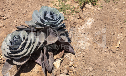 Fresh ripe red cabbage grows on a small organic farm