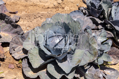 Fresh ripe red cabbage grows on a small organic farm