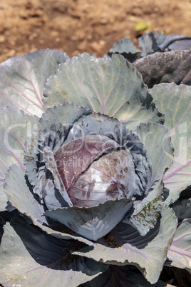 Fresh ripe red cabbage grows on a small organic farm