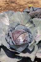 Fresh ripe red cabbage grows on a small organic farm
