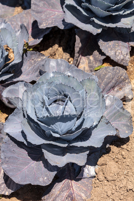 Fresh ripe red cabbage grows on a small organic farm