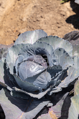 Fresh ripe red cabbage grows on a small organic farm