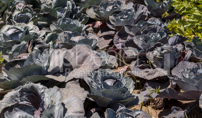 Fresh ripe red cabbage grows on a small organic farm
