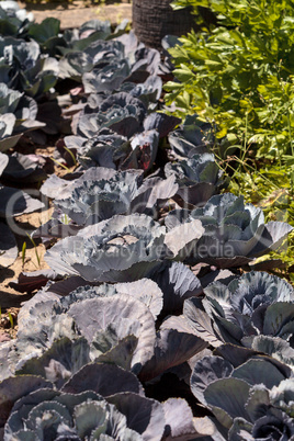 Fresh ripe red cabbage grows on a small organic farm