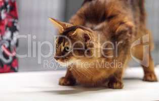 Red Somali purebred cat