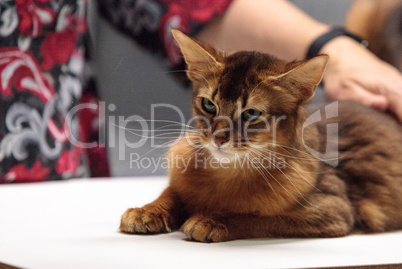 Red Somali purebred cat