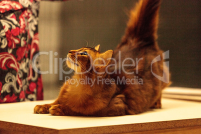 Red Somali purebred cat