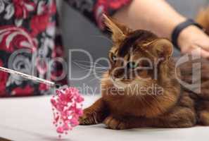 Red Somali purebred cat