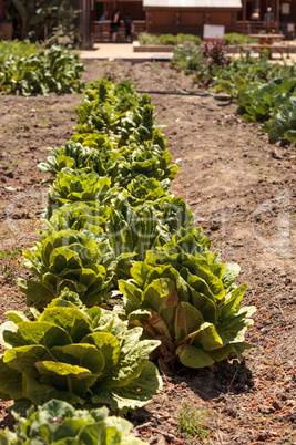 Fresh ripe romaine lettuce grows on a small organic farm