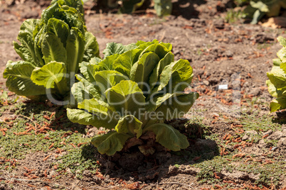 Fresh ripe romaine lettuce grows on a small organic farm