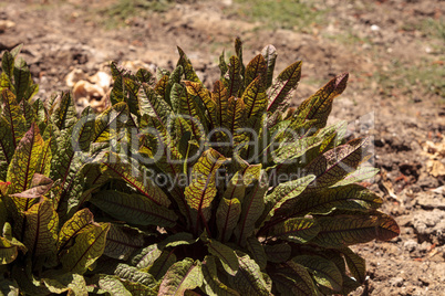 Sorrel spinach vegetable grows on a small organic farm