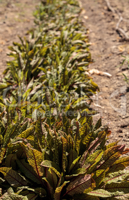 Sorrel spinach vegetable grows on a small organic farm