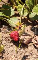 Fresh red ripe strawberries grow in a garden on a small organic