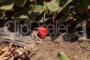 Fresh red ripe strawberries grow in a garden on a small organic