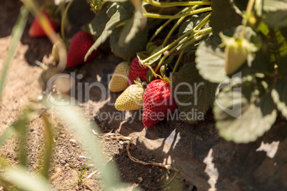 Fresh red ripe strawberries grow in a garden on a small organic