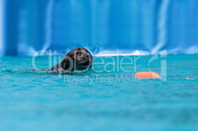 Black Labrador retriever swims with a toy