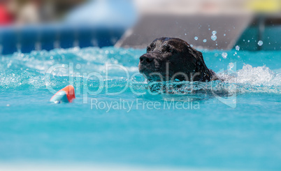 Black Labrador retriever swims with a toy