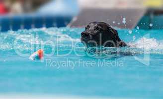 Black Labrador retriever swims with a toy