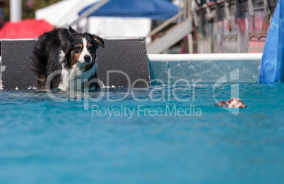 Border collie swims with a toy