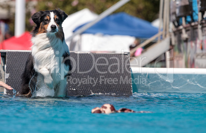 Border collie swims with a toy