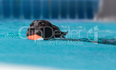 Black Labrador retriever swims with a toy