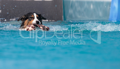 Border collie swims with a toy