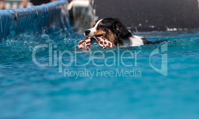 Border collie swims with a toy