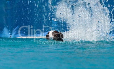 Border collie swims with a toy