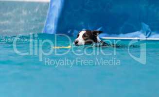 Border collie swims with a toy