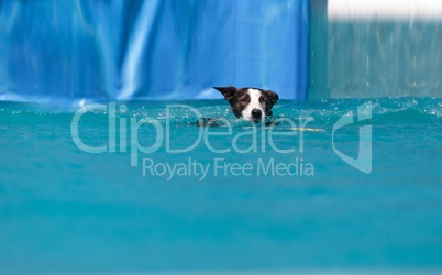 Border collie swims with a toy