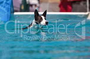 Border collie swims with a toy