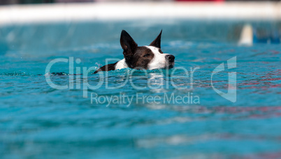 Border collie swims with a toy