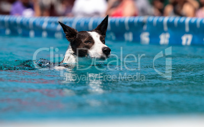 Border collie swims with a toy