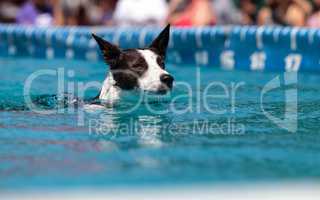 Border collie swims with a toy