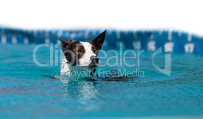 Border collie swims with a toy