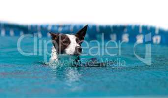 Border collie swims with a toy