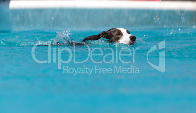 Border collie swims with a toy