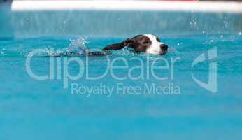 Border collie swims with a toy