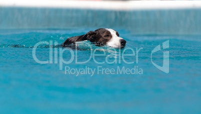 Border collie swims with a toy