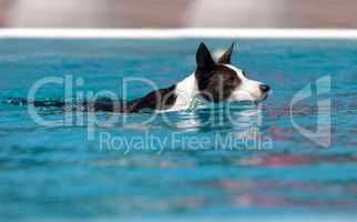 Border collie swims with a toy