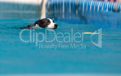 Border collie swims with a toy