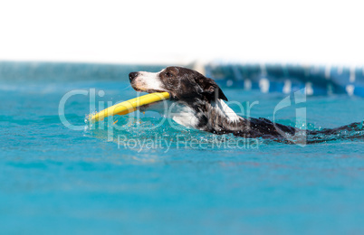 Border collie swims with a toy