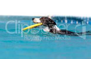 Border collie swims with a toy